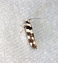 Tetraconta clepsimorpha
