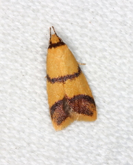 Heteroteucha translatella