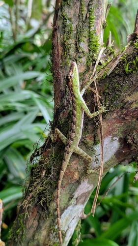 Boettger's Anole, Anolis boettgeri