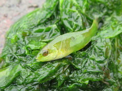 Notolabrus celidotus