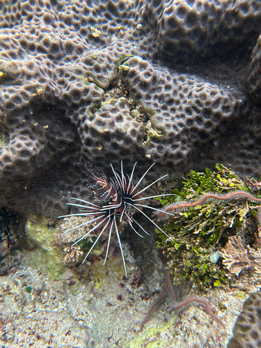 Pteropterus radiatus