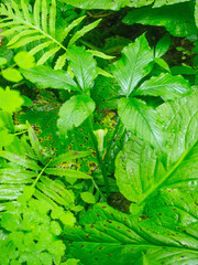 Arisaema stewardsonii
