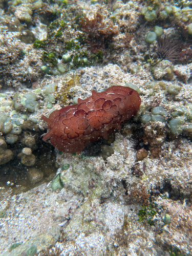 Pleurobranchus forskalii