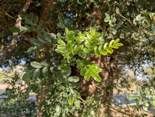 Nyala Tree (Xanthocercis zambesiaca)