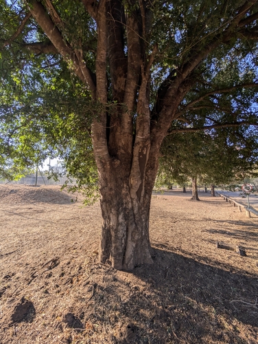 Xanthocercis zambesiaca, photograph 6