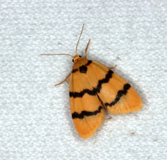 Heliosia jucunda