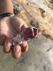 Megabalanus