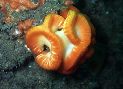 Sycozoa cerebriformis