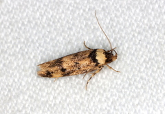 Sphyrelata nefanda