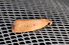 Acanthodela protophaes