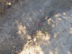 Diadophis punctatus vandenburgii