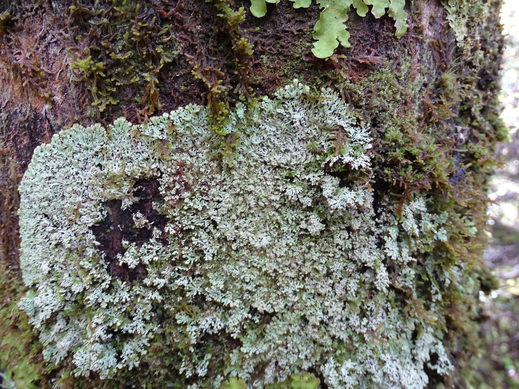 Menegazzia caliginosa