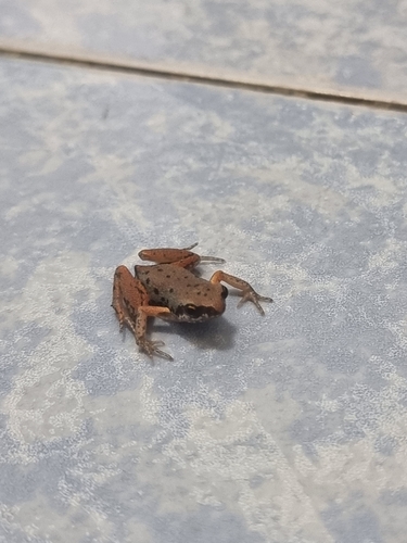 Micryletta inornata observed 2025-09-08