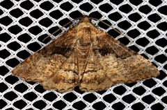Aporoctena