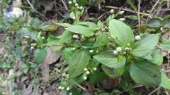 Acmella radicans