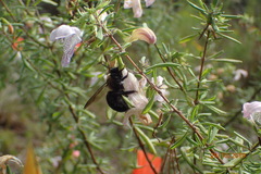 Xylocopa virginica image