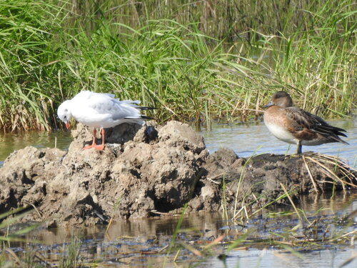 Eurasian Wigeon