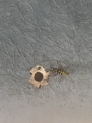 Placosternus difficilis