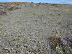 Zoysia minima