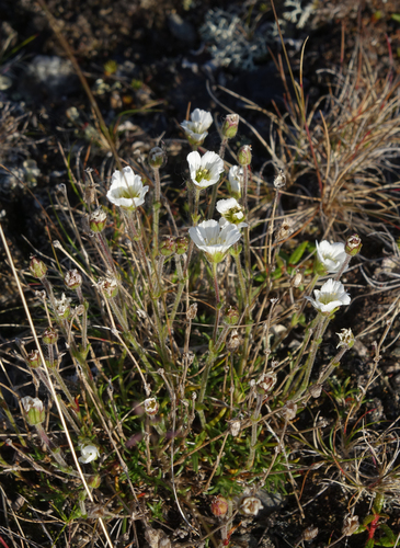 Cherleria arctica, photograph 6