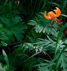 Lilium debile