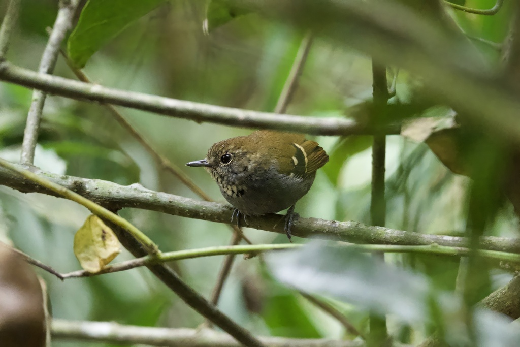 Star-throated Antwren