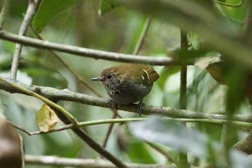 Star-throated Antwren