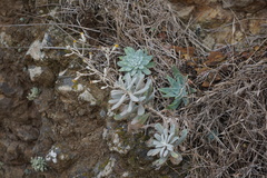 Dudleya greenei