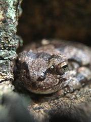 Hyla japonica