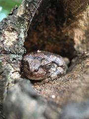 Hyla japonica