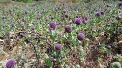 Sphaeranthus indicus