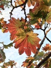 Acer japonicum