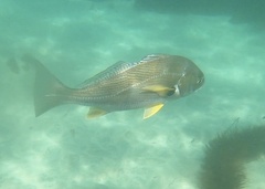 Spotfin Croaker photo 2
