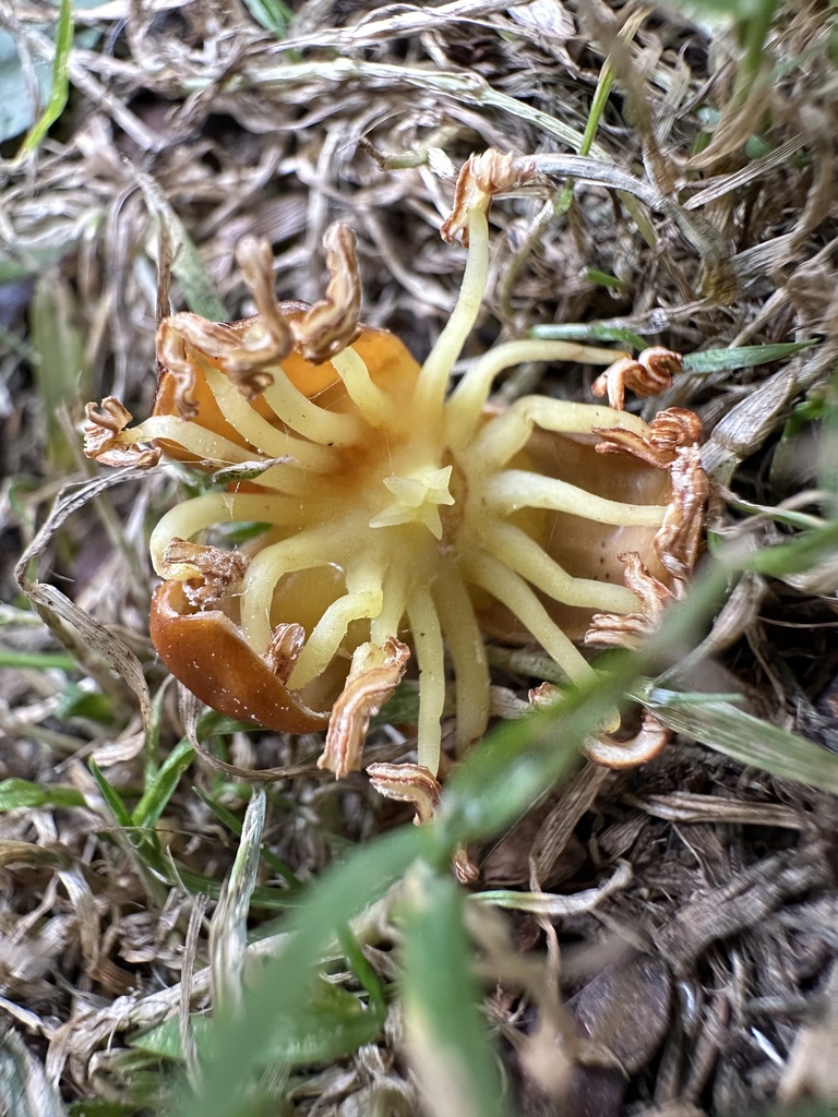 Parajubaea cocoides, Calle 84A, Bogotá, Bogotá, CO