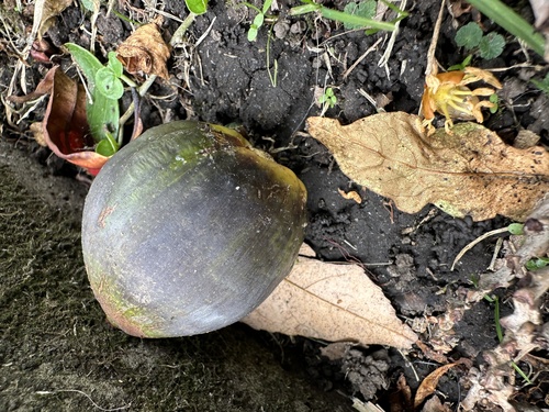 Parajubaea cocoides