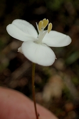 Libertia mooreae