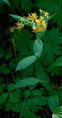 Solidago cuprea
