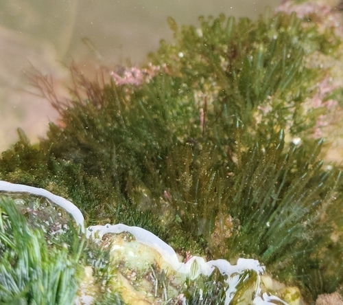 Bryopsis pennata observed 2025-09-07
