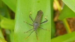 Grammopoecilus angustatus