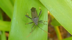 Grammopoecilus angustatus