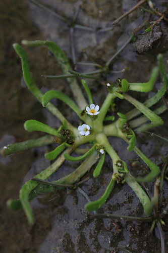 Plagiobothrys calandrinioides