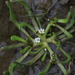 Plagiobothrys calandrinioides - Photo (c) Sebastián Lescano, some rights reserved (CC BY-NC), uploaded by Sebastián Lescano