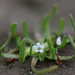 Plagiobothrys - Photo (c) Sebastián Lescano, algunos derechos reservados (CC BY-NC)