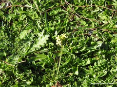 Diplotaxis catholica