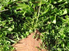 Diplotaxis catholica