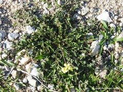 Diplotaxis catholica