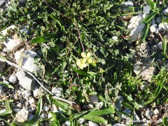 Diplotaxis catholica