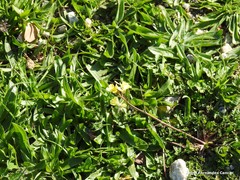 Diplotaxis catholica