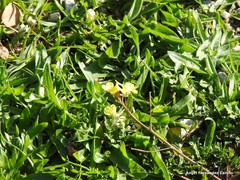 Diplotaxis catholica