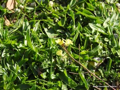 Diplotaxis catholica